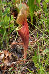 Purple pitcherplant